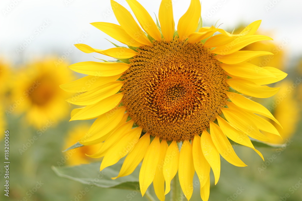 Obraz premium Clear sunflower