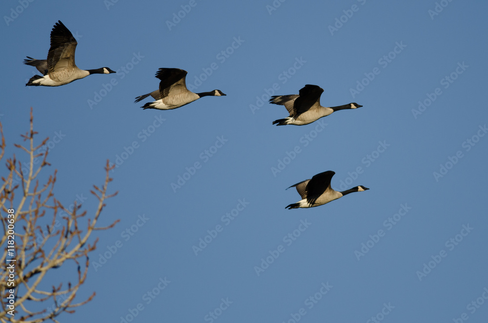 Obraz premium Canada Geese Flying Low Over the Winter Trees