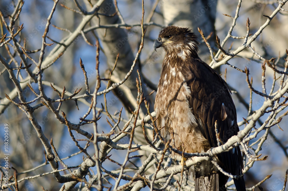 Young Bald Eagle Perched High in a Barren Tree Young Bald Eagle Perched High in a Barren Tree