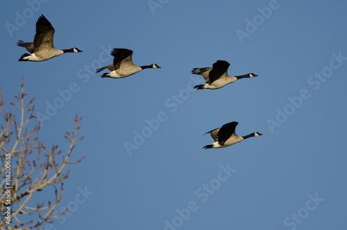 Canada Geese Flying Low Over the Winter Trees © rck