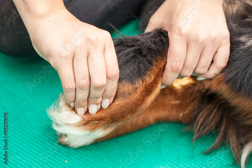 Fototapeta Naklejka Na Ścianę i Meble -  Handgriff bei Physiotherapie am Hund,