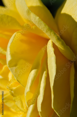 Wallpaper Mural Lost in the Gentle Folds of the Delicate Yellow Rose Torontodigital.ca