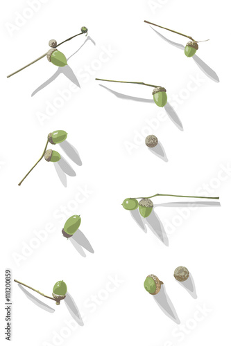 Seasonal autumn realistic green acorn nut vector illustration drawing on white background