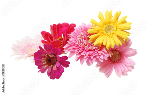 Fototapeta Naklejka Na Ścianę i Meble -  ガーベラとジニア