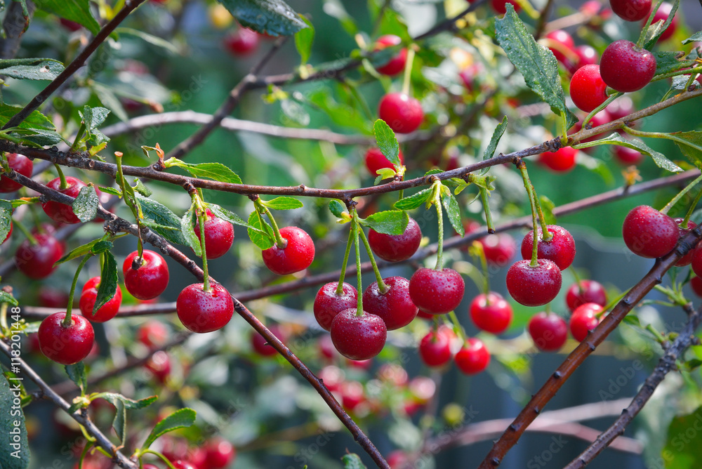 Sweet cherry red berries on a tree branch in the garden with drops of dew in the morning