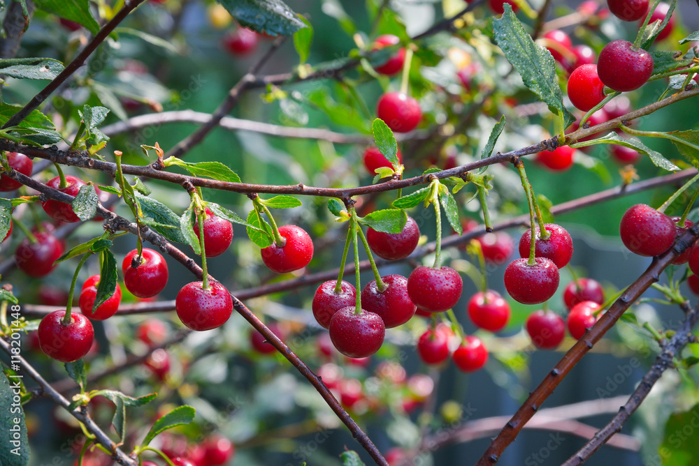 Sweet cherry red berries on a tree branch in the garden with drops of dew in the morning Sweet cherry red berries on a tree branch in the garden with drops of dew in the morning