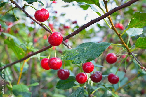Sweet cherry red berries on a tree branch in the garden with drops of dew in the morning
