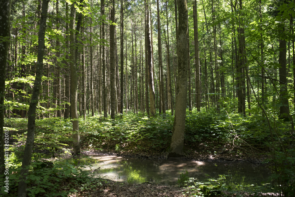 Fluss im Wald Fluss im Wald