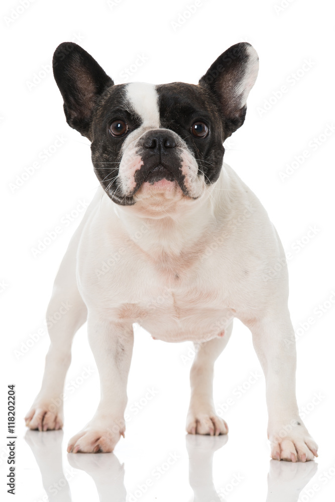 Französiche Bulldogge