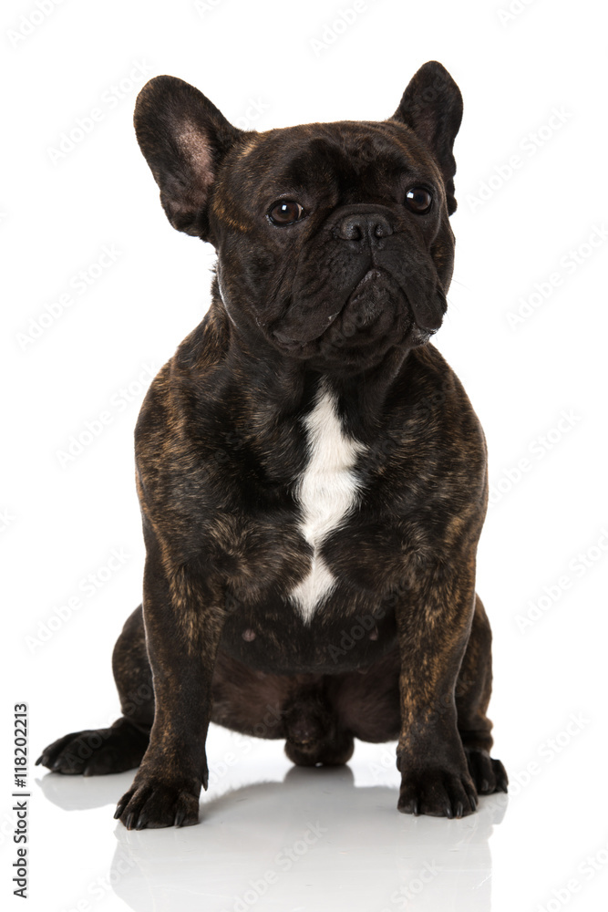 Französiche Bulldogge