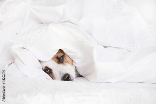 Sleeping dog at bed © Tatyana Gladskih