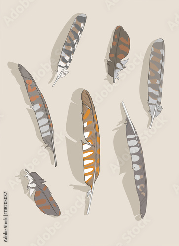 Realistic decorative isolated bird falcon feathers set hand drawn sketch vector illustration