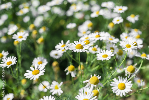daisy flowers with shallow depth of field