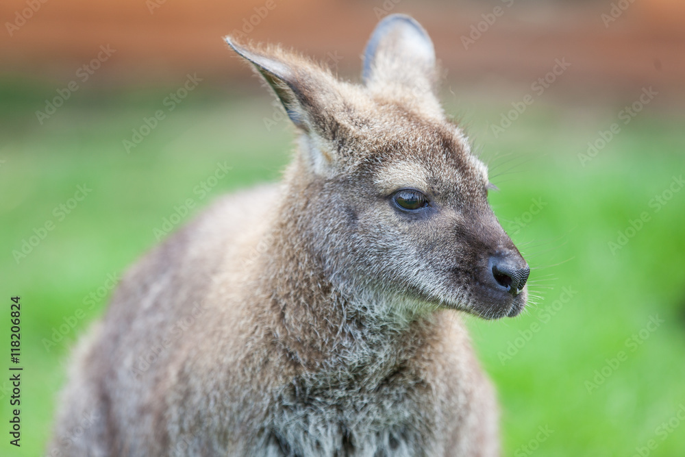 Wallaby