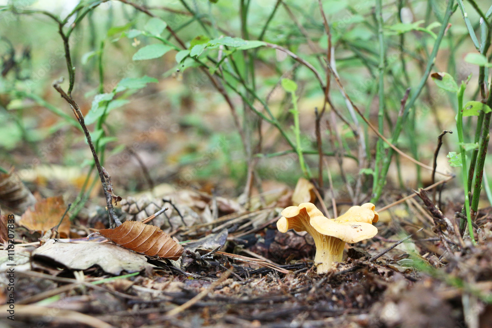 Fototapeta premium grows lonely chanterelle
