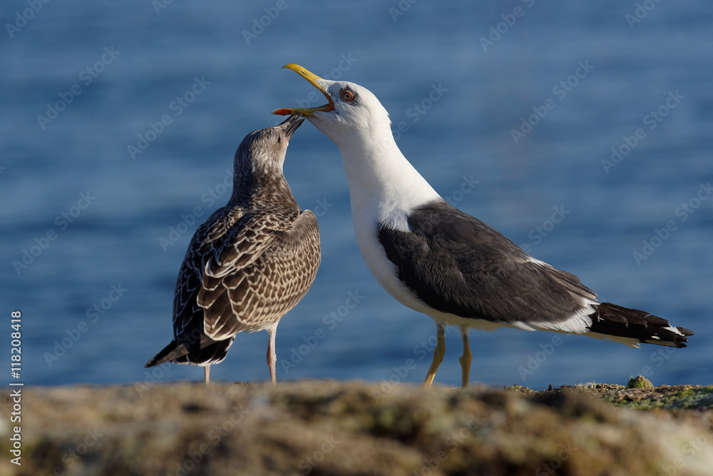Obraz premium Herring Gull, Sea Gull