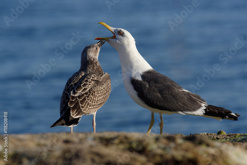 Herring Gull, Sea  Gull © Maciej Olszewski