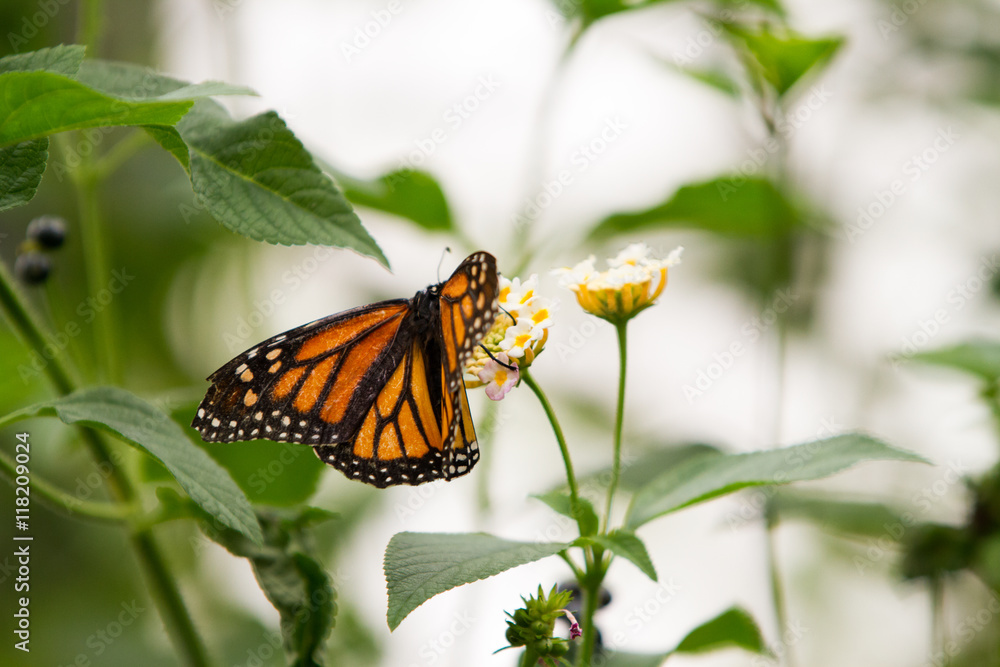 Monarchs butterfly with distinct orange, black, and white wings on pink and yellow flower