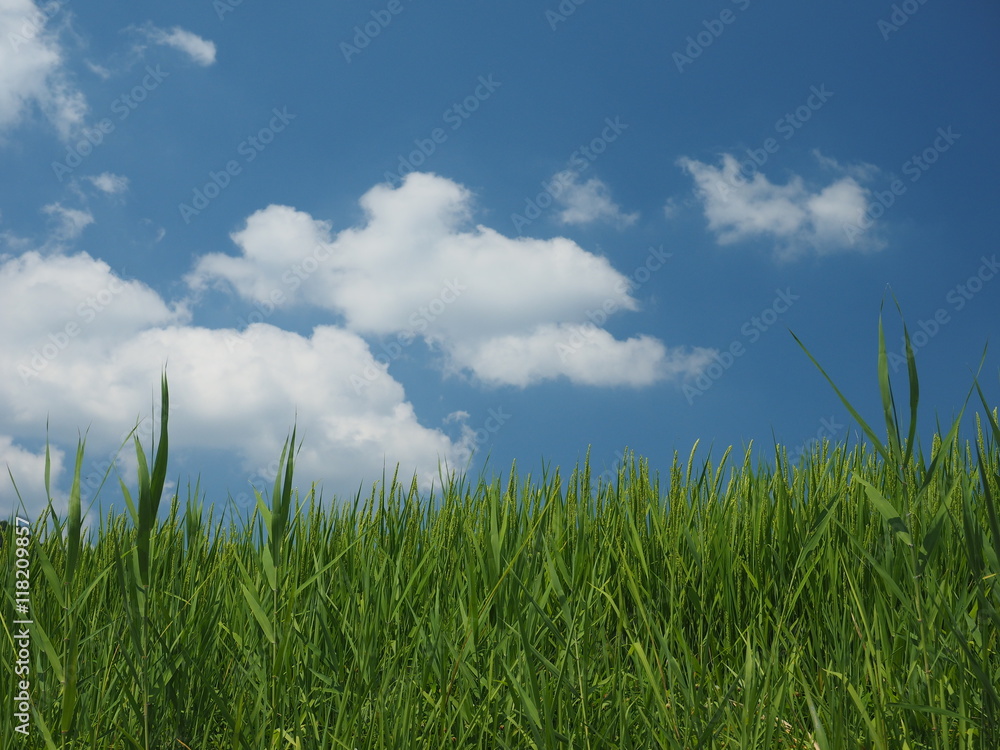 緑の稲穂と青空 緑の稲穂と青空