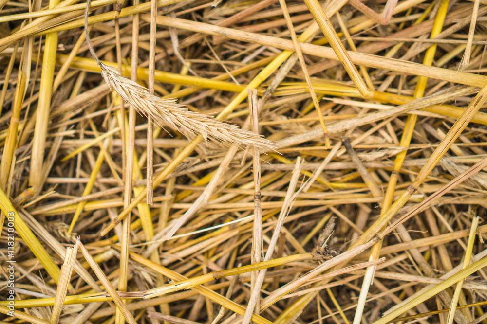 straw, stalks and husks are left on field after threshing and harvesting wheat grains
straw, stalks and husks are left on field after threshing and harvesting wheat grains