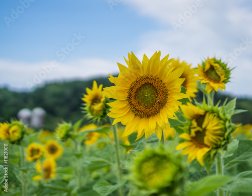 sun flowers with bee in field  