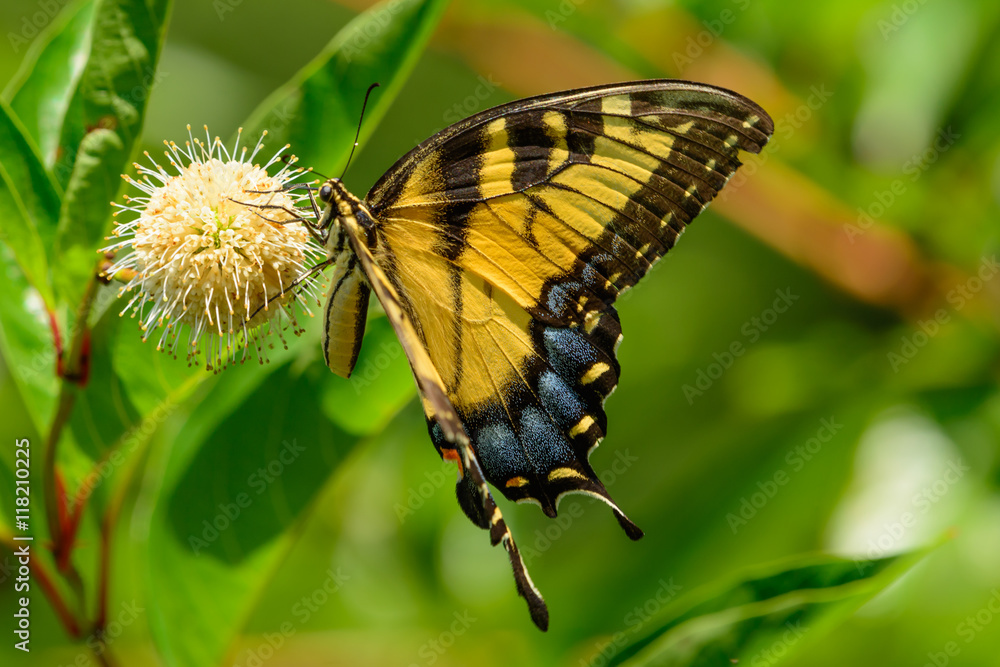 Eastern tiger swallowtail (Papilio glaucus) Eastern tiger swallowtail (Papilio glaucus)