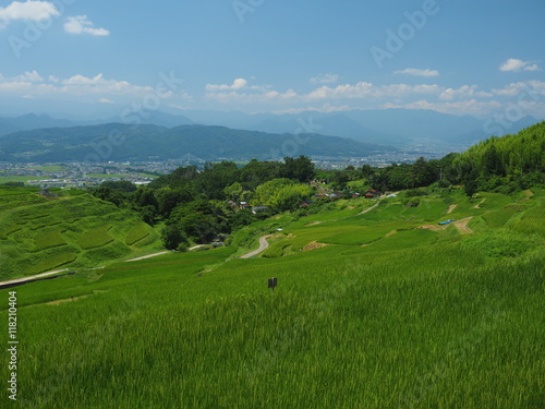 緑の棚田と里山の風景