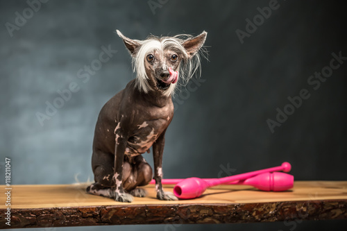 Chinese crested dog in studio photo