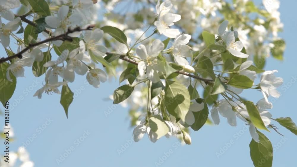 Close-up shot of blooming apple tree. Branch with white flowers wvaning in the wind. Spring time Close-up shot of blooming apple tree. Branch with white flowers wvaning in the wind. Spring time