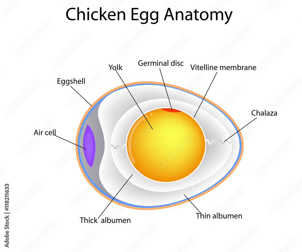 chicken egg anatomy Stock Vector | Adobe Stock