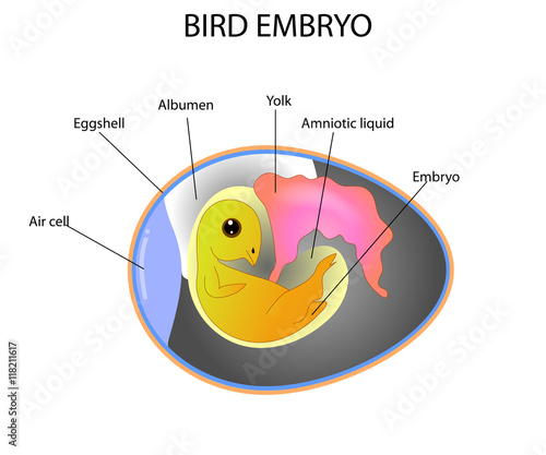 Bird embryo