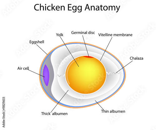 chicken egg anatomy
 photo