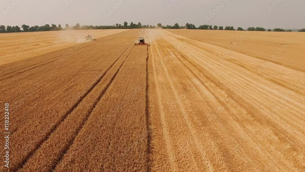 Aerial view of powerful combine reaps wheat on fields. 4k Aerial view of powerful combine reaps wheat on fields. 4k