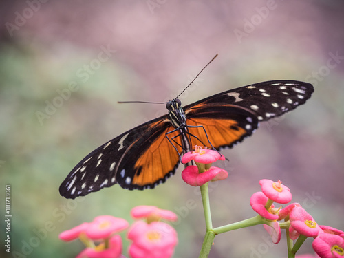 Close up photograph of a large tiger butterfly drawing nectar from a pink and yellow crown of thorns flower.