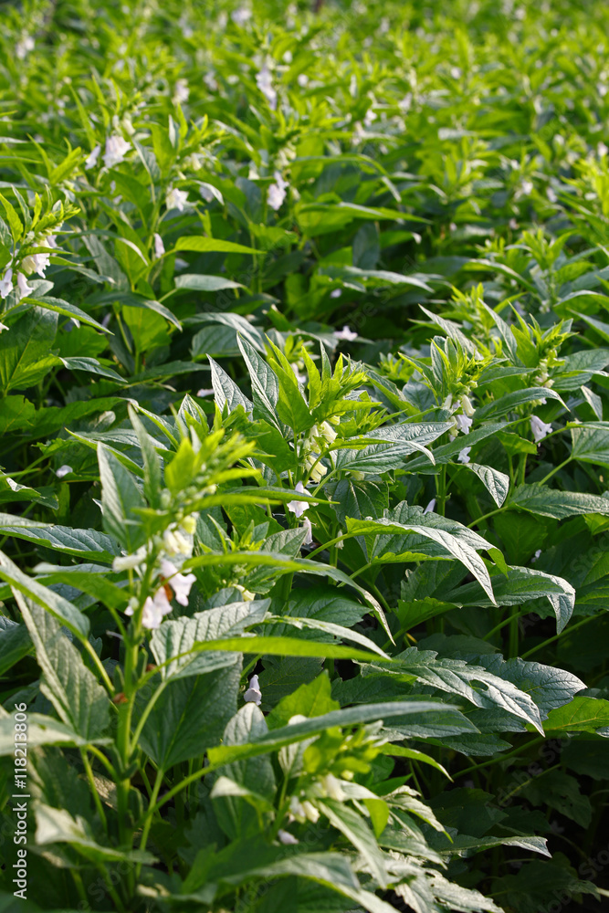 Sesame flowering Sesame flowering