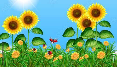 Sunflower field with ladybugs flying