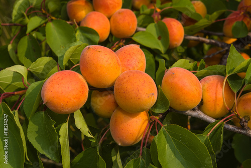 Ripe apricots on a tree branch
