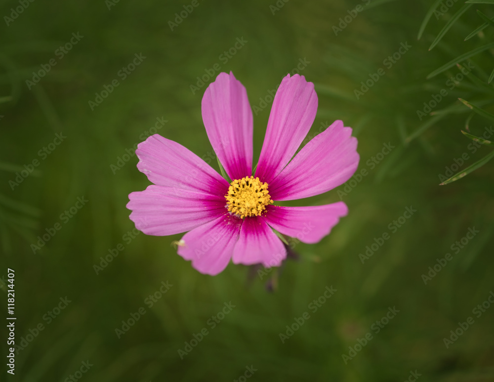 Cosmos flower. Selective focus with shallow depth of field. Cosmos flower. Selective focus with shallow depth of field.