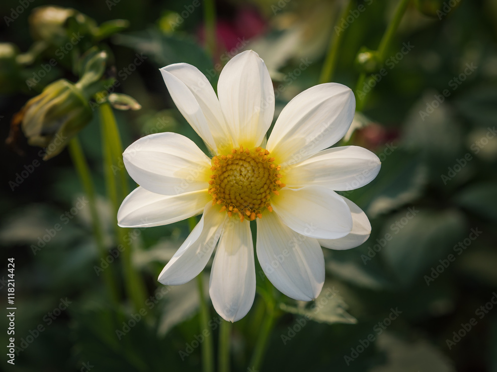 Cosmos flower. Selective focus with shallow depth of field. Cosmos flower. Selective focus with shallow depth of field.