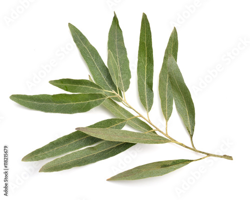 Olive twig isolated