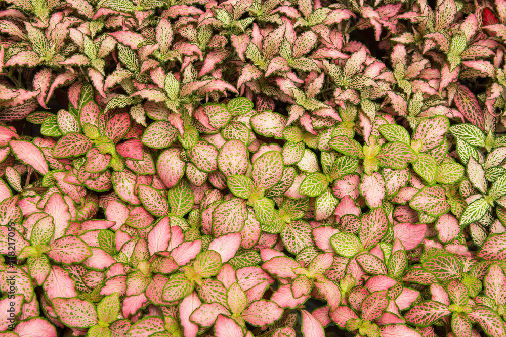 Fototapeta premium green and red leaves background.