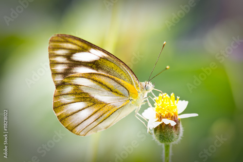 Butterfly on a flower, vintage