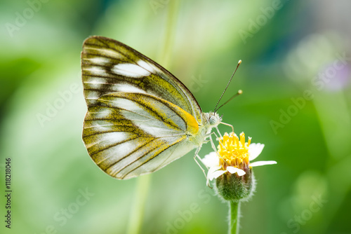 Butterfly on a flower © songdech17