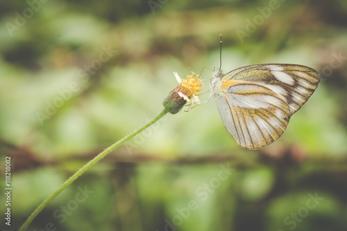 Butterfly on a flower, vintage © songdech17