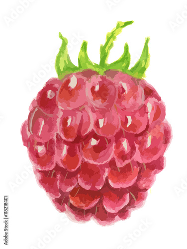 Isolated watercolor raspberry. Fresh and tasty berry on white background. Art for decoration.