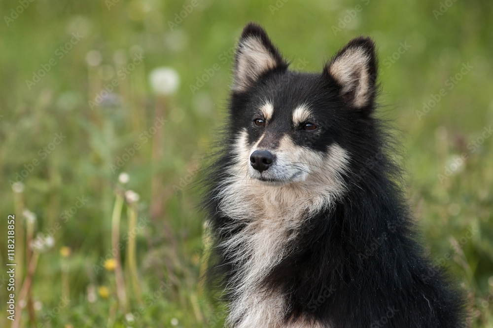 Close up portrait of the furry adult dog sitting on grass in the rain and looking with attention at camera