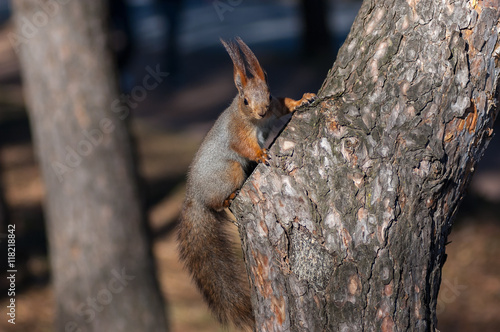 Sciurus vulgaris (Red squirrel) in winter fur sitting on a stub looking at camera © Igor Sklyarov