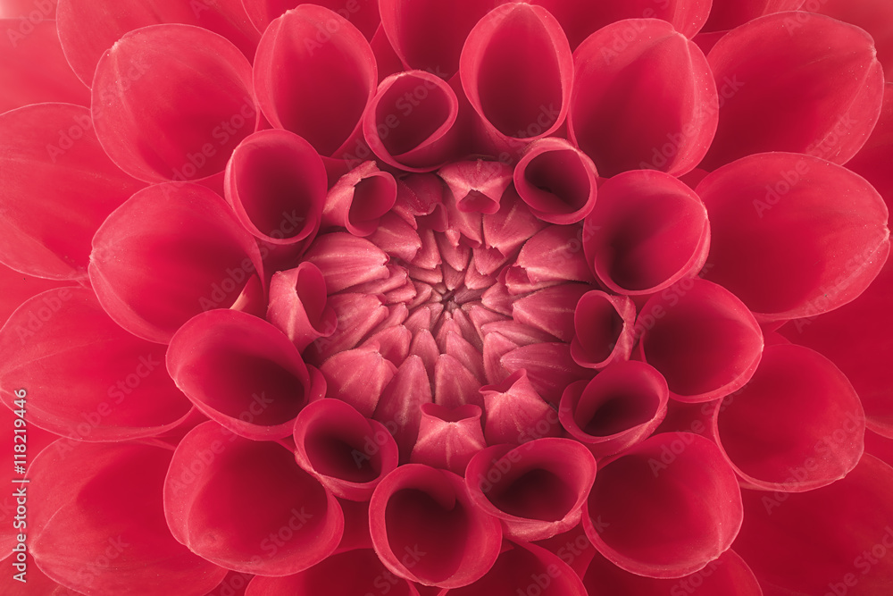 Red flower petals, close up and macro of chrysanthemum, beautiful abstract background