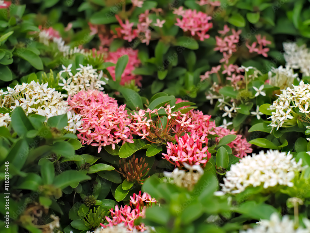Pink and white Ixora coccinea or West Indian Jasmine with leaves Pink and white Ixora coccinea or West Indian Jasmine with leaves