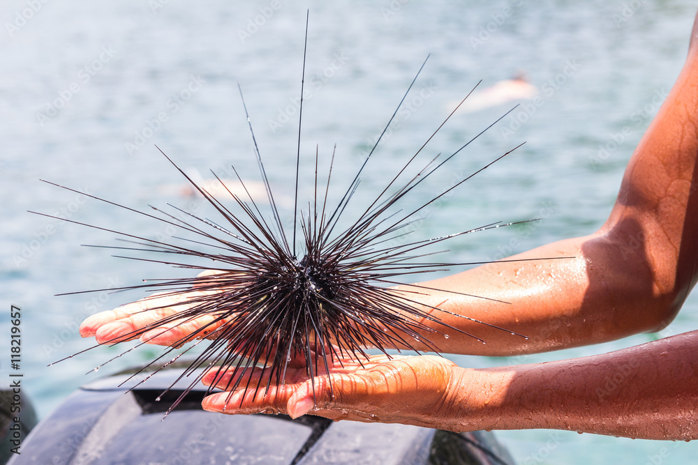 Fototapeta premium Sea Urchin on hand of diver from southern of Thailand Sea urchin with long needles on the hand (Thailand)